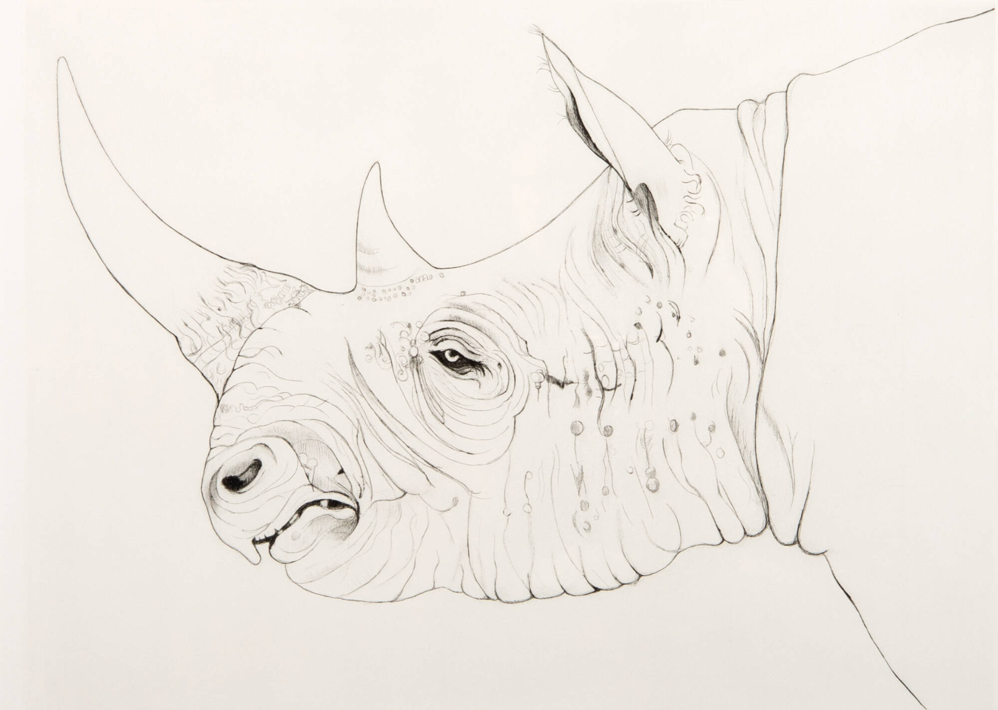 Black and white print of a rhinocerous.